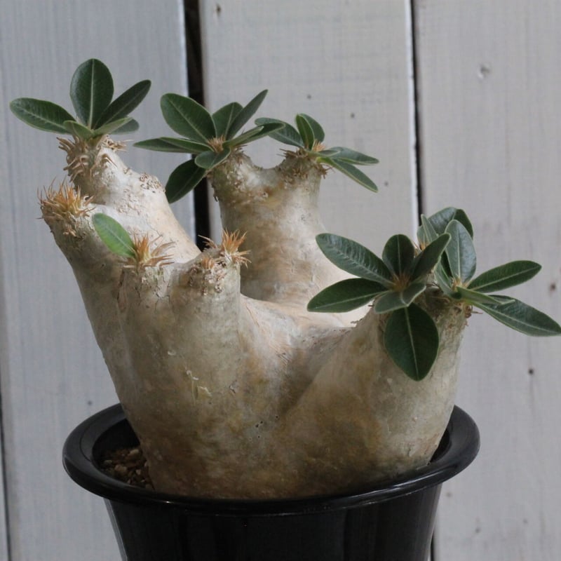 エブレネウム 現地球 ミニサイズ パキポディウム エブレネウム 現地球