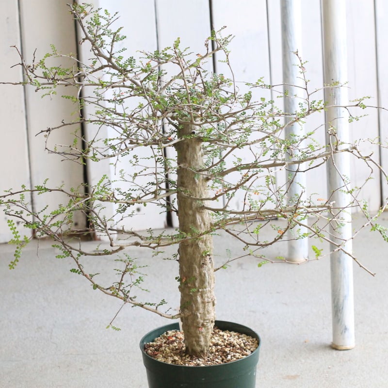 オペルクリカリア デカリー | hanayoshi-botanical