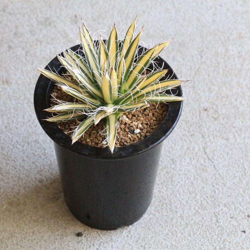 アガベ 姫乱雪黄中斑 | hanayoshi-botanical