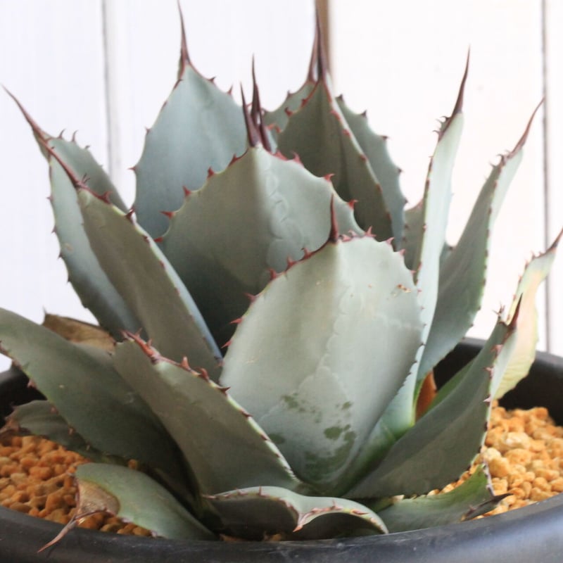 アガベ 吉祥天 大株 アガベ パリー 吉祥天 大株 地植え大丈夫です