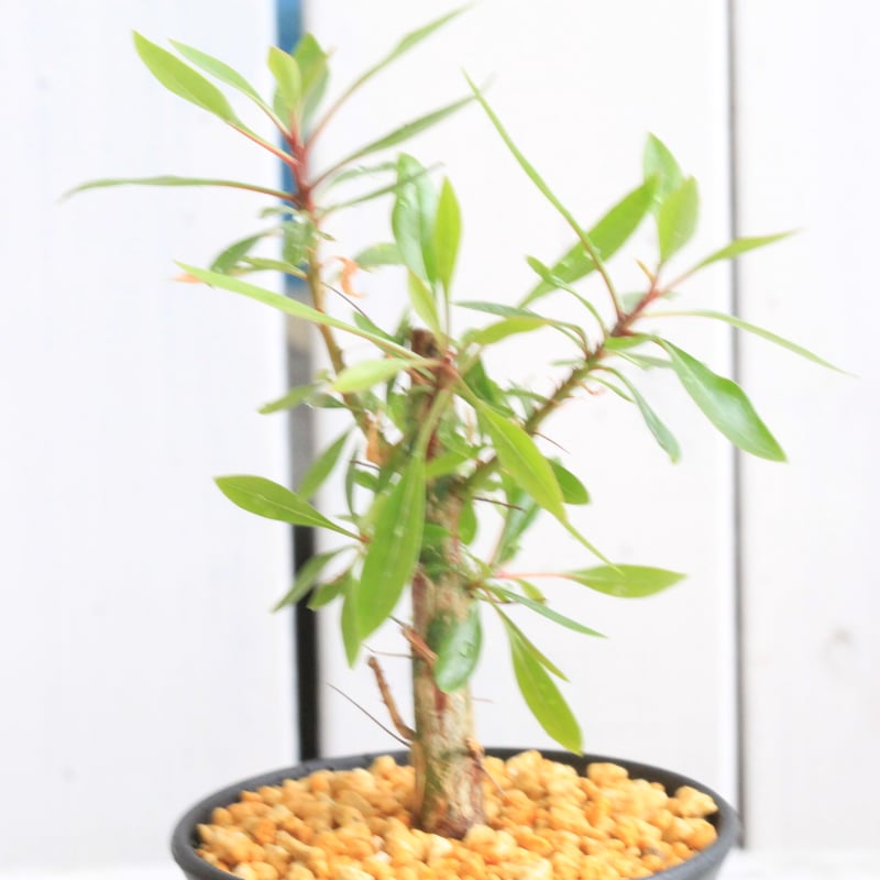 フォークイエリア ファシクラータ×プルプシー（あいのこ）挿し木①