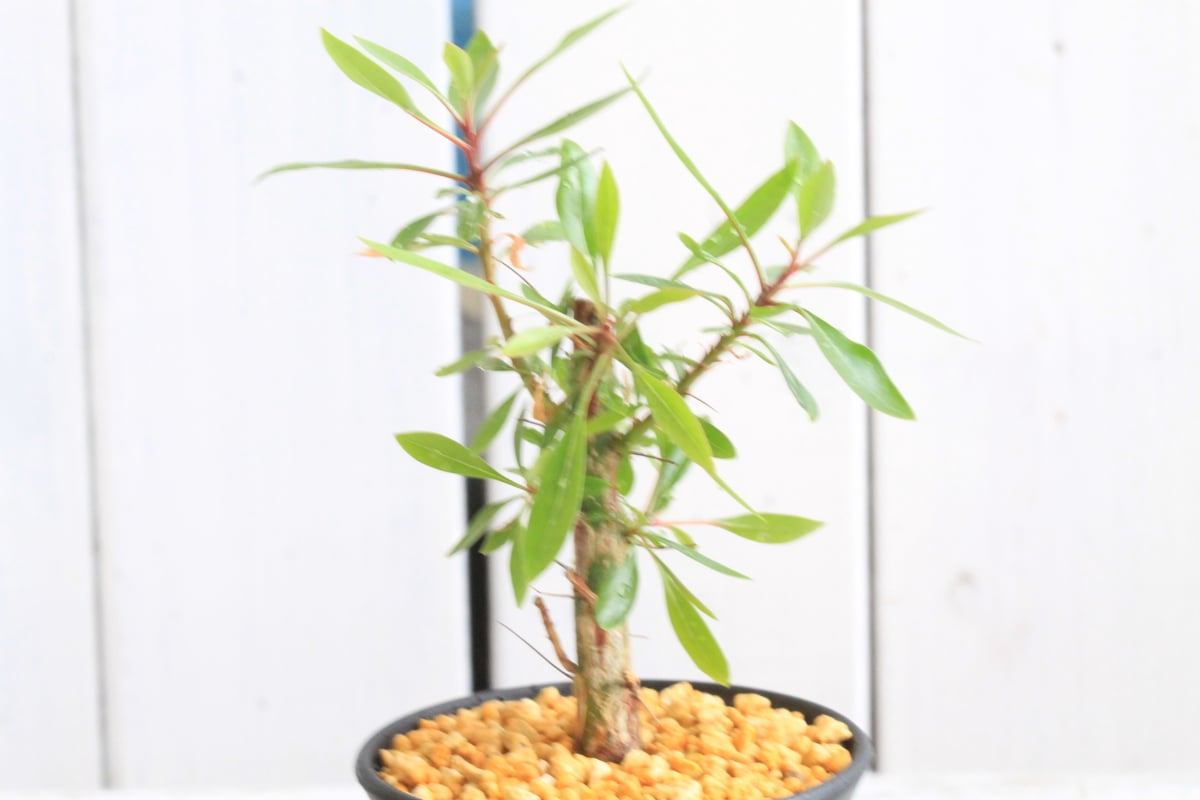 フォークイエリア プルプシー 実生の挿し木です No.D 【塊根植物】実生