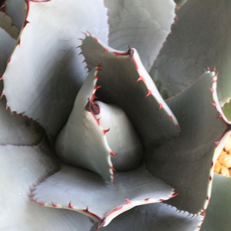 アガベ パリー 吉祥天 | hanayoshi-botanical