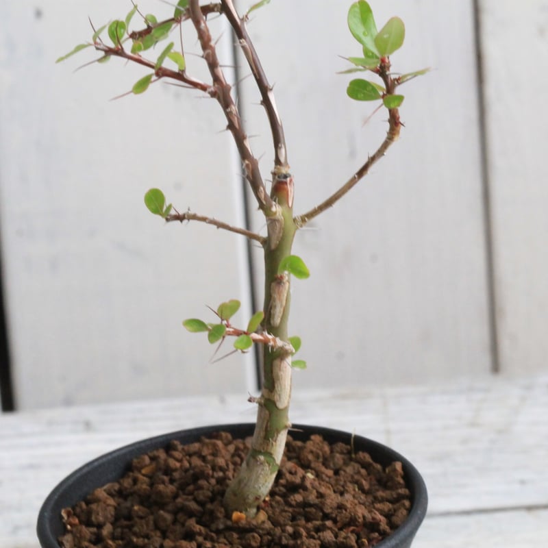 フォークイエリア ファシクラータ 挿し木① | hanayoshi-botanical