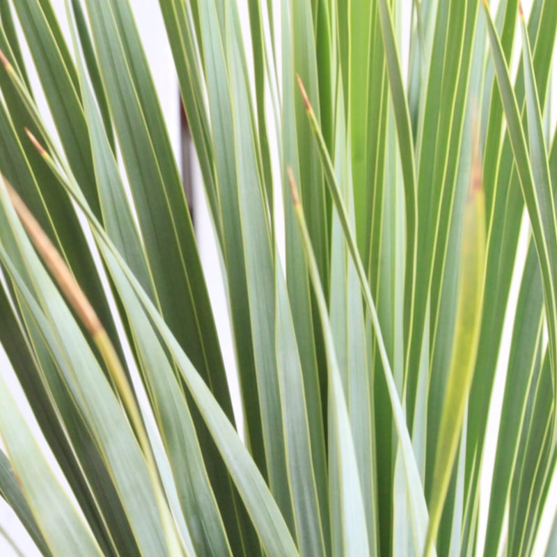 ユッカ ロストラータ ブルーサンダー① | hanayoshi-botanical