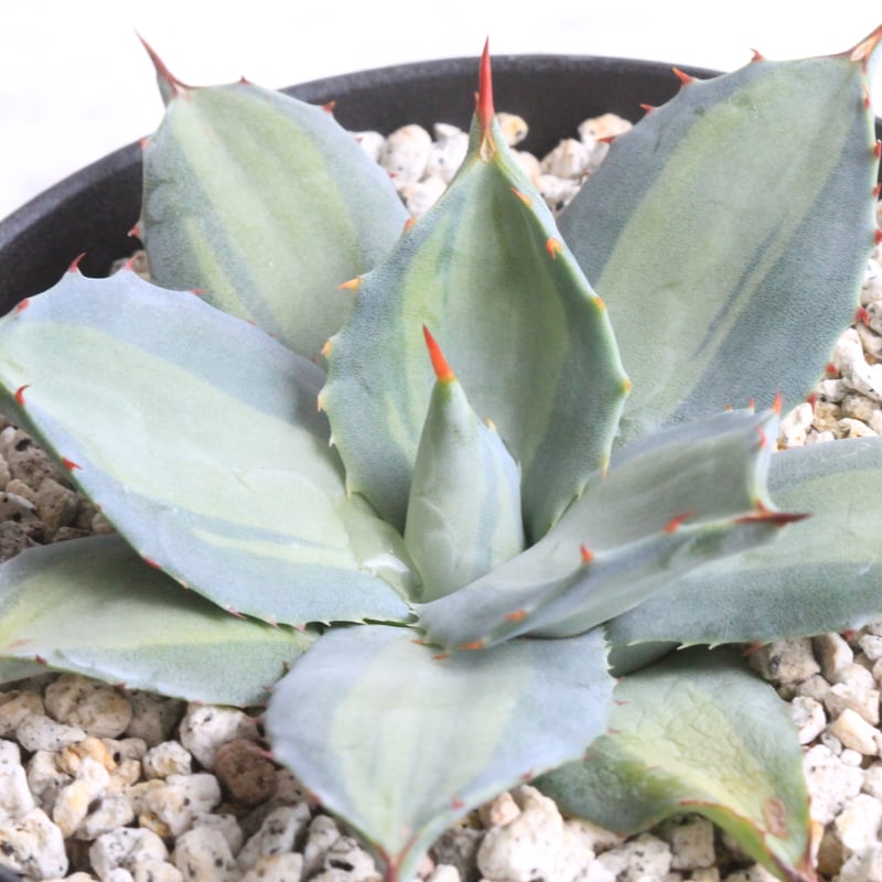 アガベ 吉祥天錦 | hanayoshi-botanical
