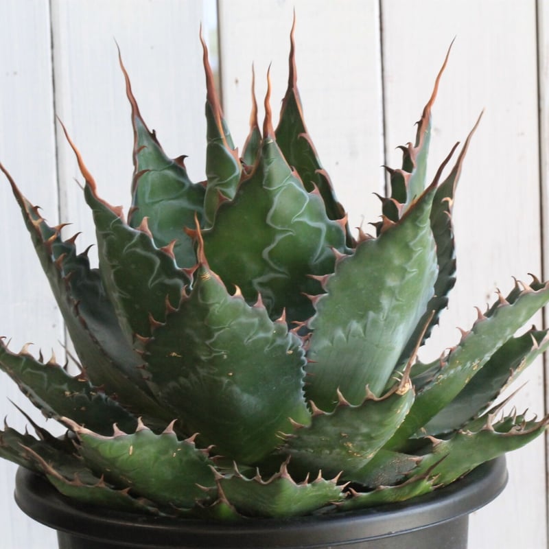 アガベ モンタナ | hanayoshi-botanical