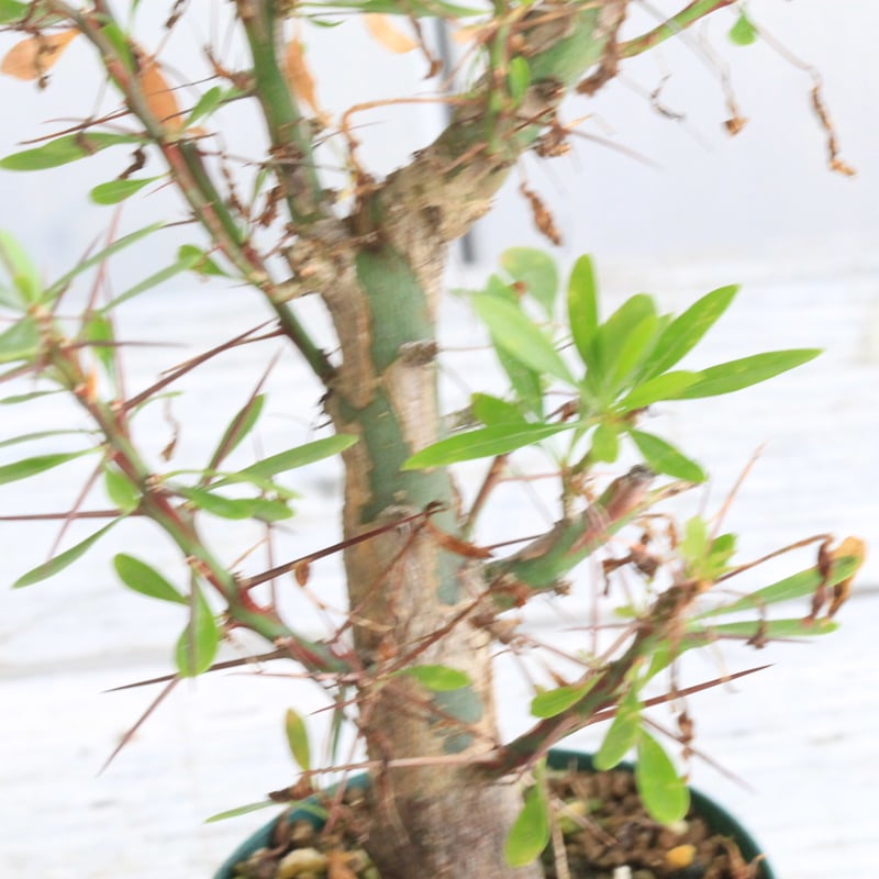 フォークイエリア ファシクラータ×プルプシー（あいのこ）挿し木