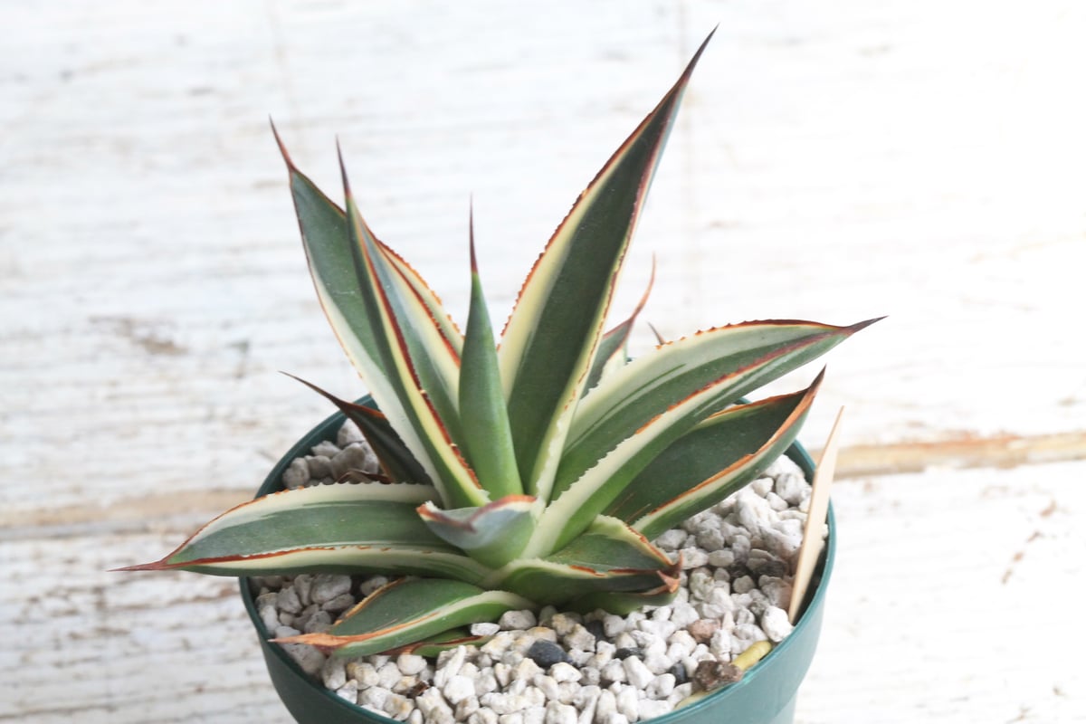 アガベ スノーグロー① | hanayoshi-botanical