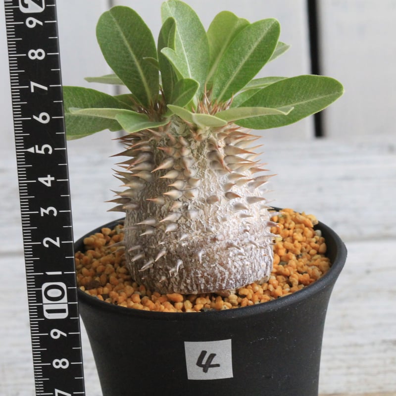 パキポディウム デンシカウレ 恵比寿大黒④ | hanayoshi-botanical