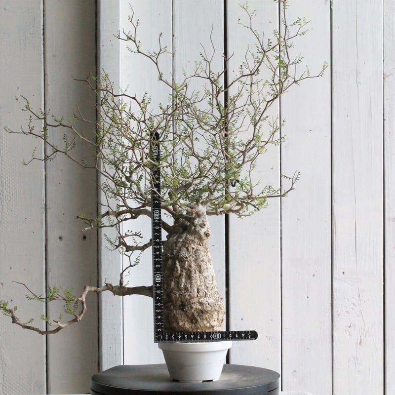 オペルクリカリア パキプス | hanayoshi-botanical