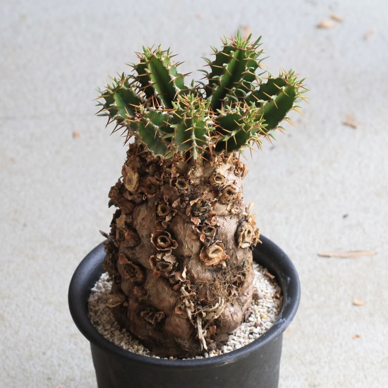 ユーフォルビア ムランジーナ | hanayoshi-botanical