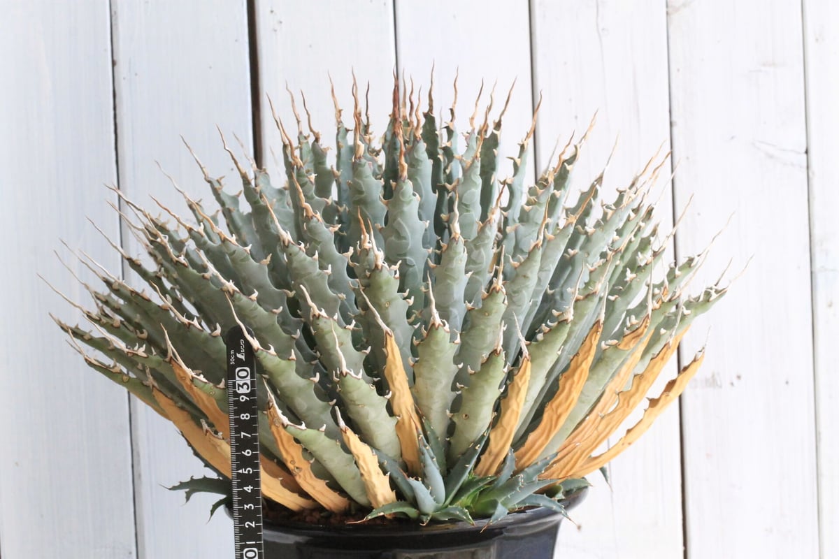 アガベ ユタエンシス | hanayoshi-botanical