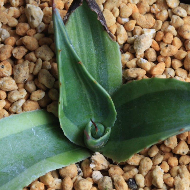 アガベ オバティフォリア キラー | hanayoshi-botanical