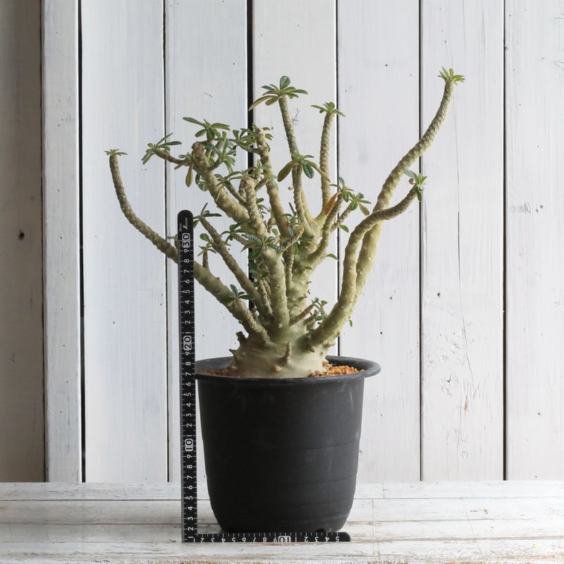 ドルステニア ギガス（実生) | hanayoshi-botanical