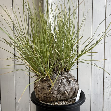 特大株 カリバナス・フーケリー 国内3年管理 発根株 カリバナスフー