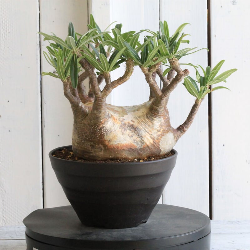 パキポディウム グラキリス | hanayoshi-botanical