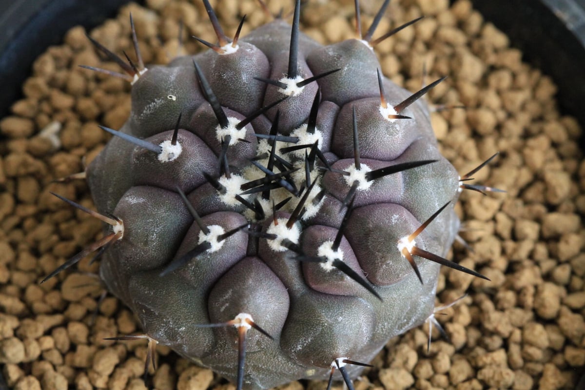 コピアポア 黒王丸 （実生） | hanayoshi-botanical