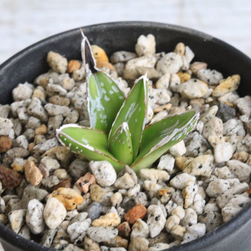 アガベ 特選姫笹の雪 スノーボール① | hanayoshi-botanical