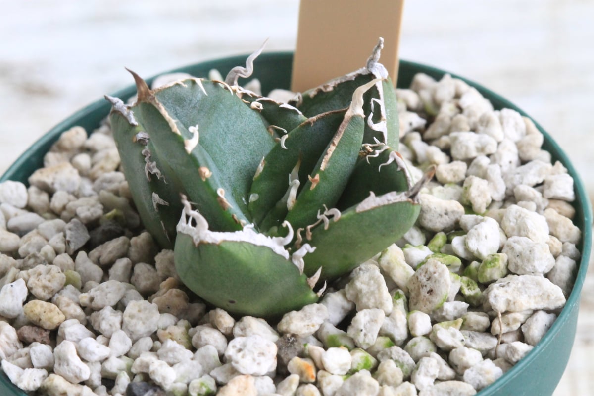 アガベ チタノタ SAD 南アフリカダイヤモンド カキ子 | hanayoshi