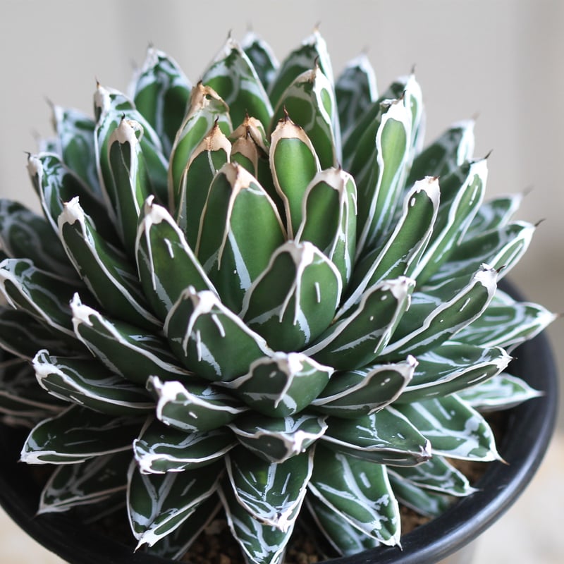 アガベ 姫笹の雪 白外斑入 子株4個付き アガベ 極上姫