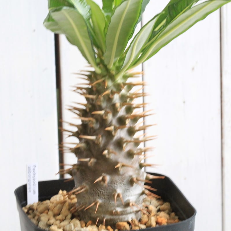 パキポディウム アンボンゲンセ 実生 | hanayoshi-botanical