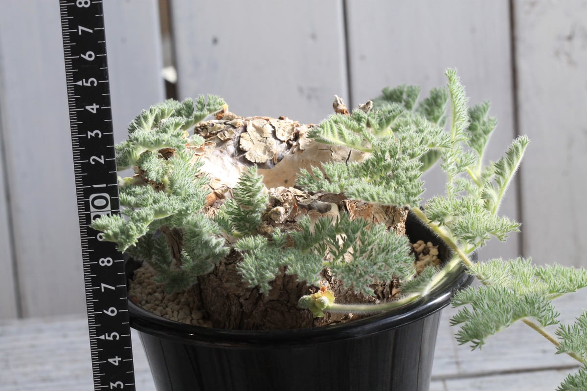 ペラルゴニウム トリステ 現地球 | hanayoshi-botanical