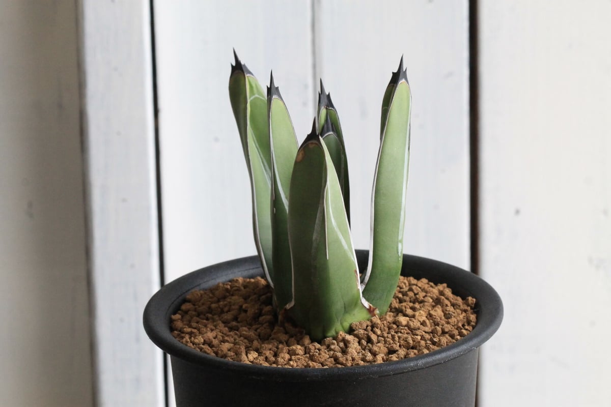 アガベ ニッケルシー 笹吹雪 | hanayoshi-botanical