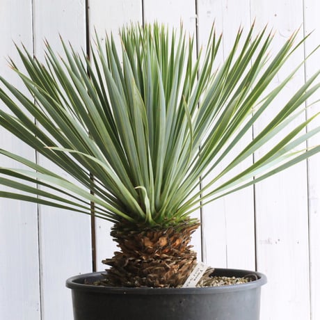 ユッカロストラータ | STORES