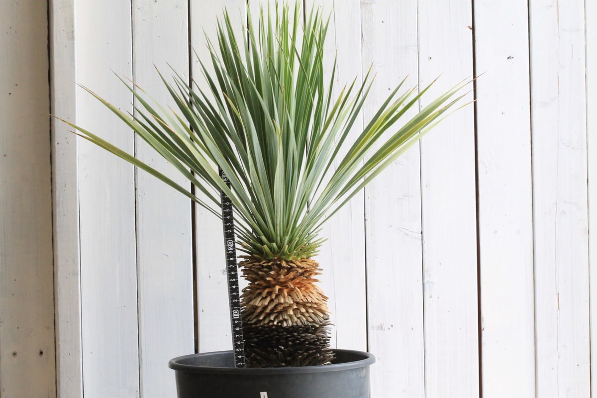 ユッカ ロストラータ ブルーサンダー① | hanayoshi-botanical