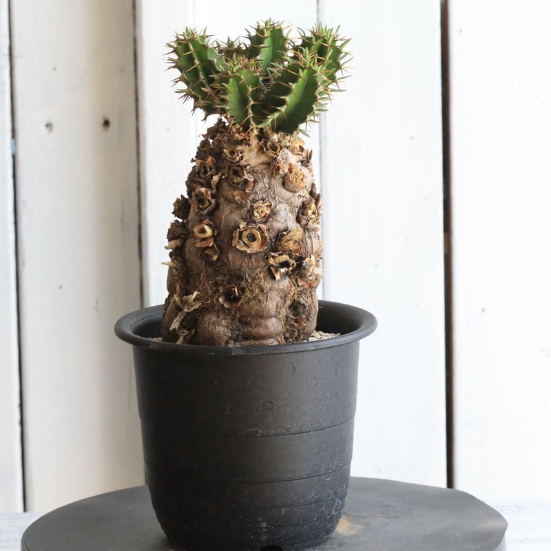 ユーフォルビア ムランジーナ | hanayoshi-botanical