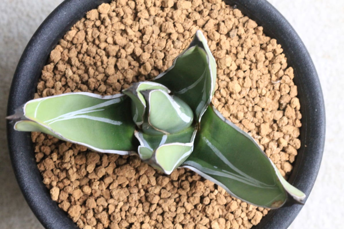 アガベ ニッケルシー 笹吹雪 | hanayoshi-botanical