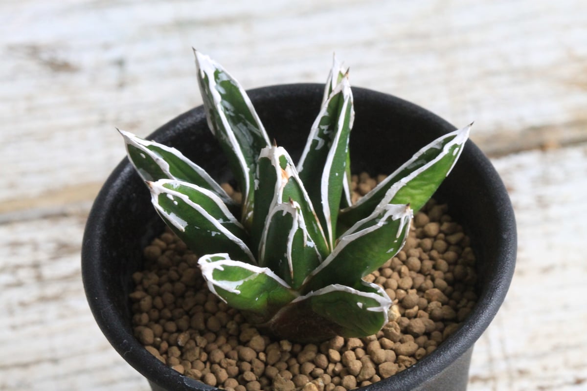 アガベ 特選笹の雪（S-1） | hanayoshi-botanical