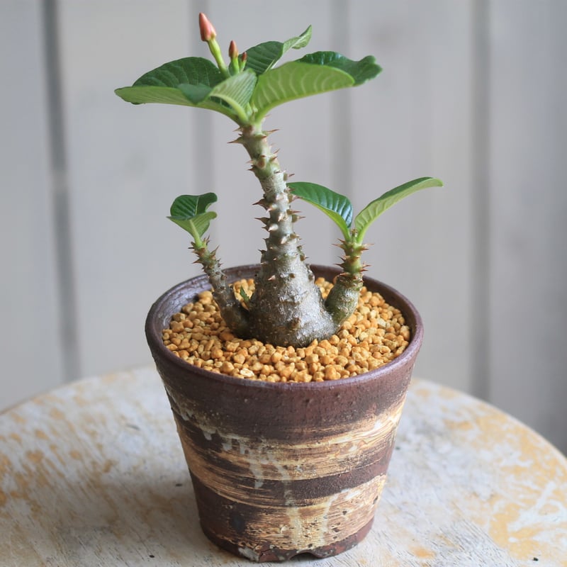 パキポディウム ウィンゾリー 実生 | hanayoshi-botanical