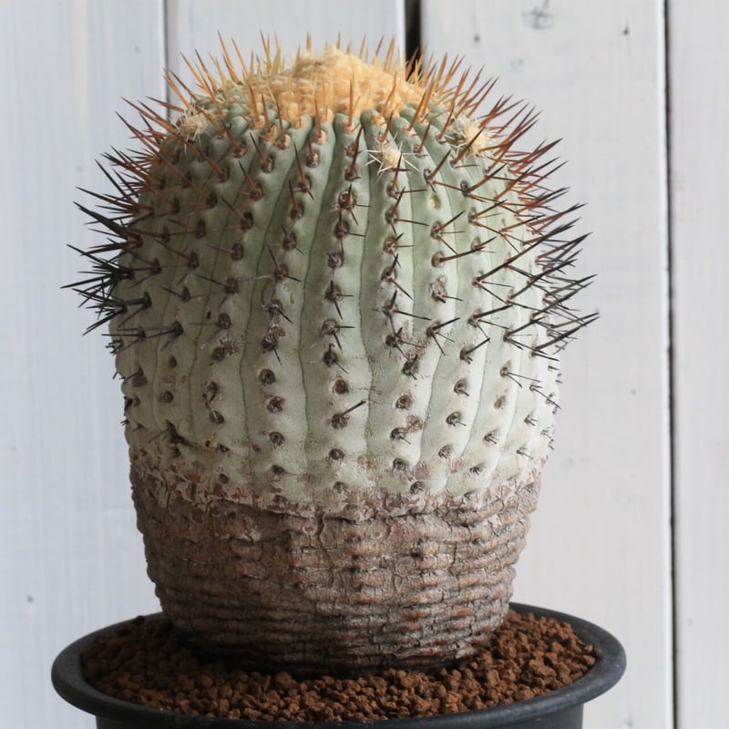 コピアポア コルムナ・アルバ（現地球） | hanayoshi-botanical