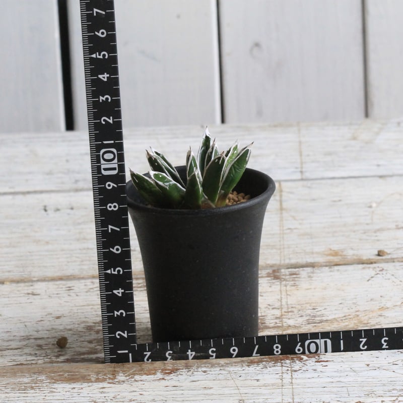 アガベ 特選笹の雪（S-1） | hanayoshi-botanical