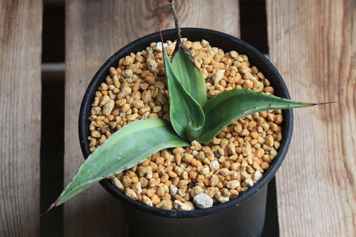 アガベ オバティフォリア キラー | hanayoshi-botanical