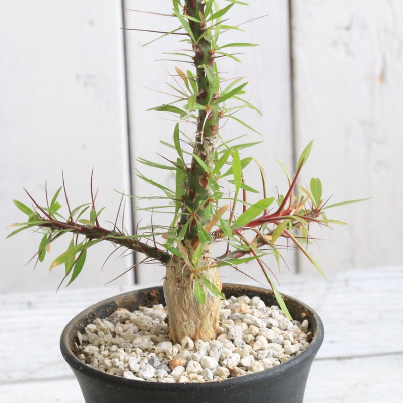 フォークイエリア プルプシー 実生 | hanayoshi-botanical