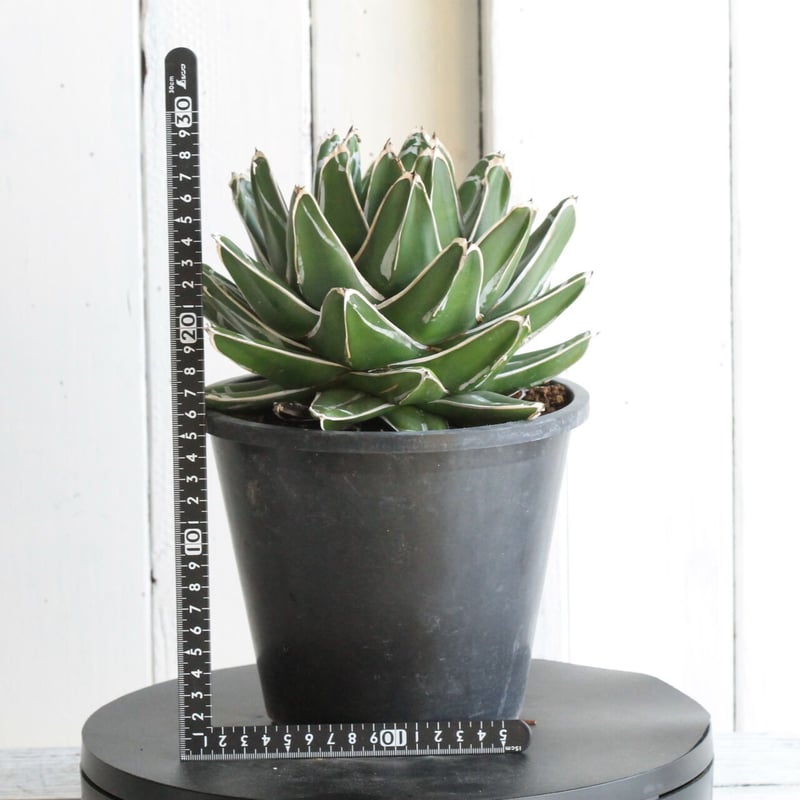 じ*む様 親株販売！！ 子株付き アガベ 姫笹の雪 特濃白ペンキ 耐寒性