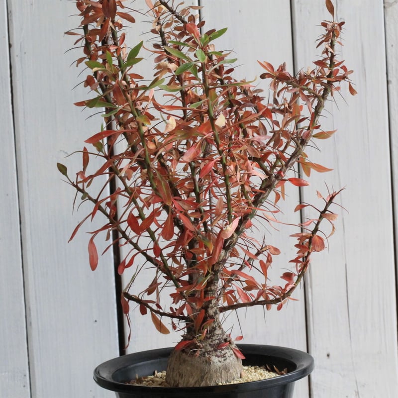 フォークイエリア ファシクラータ | hanayoshi-botanical