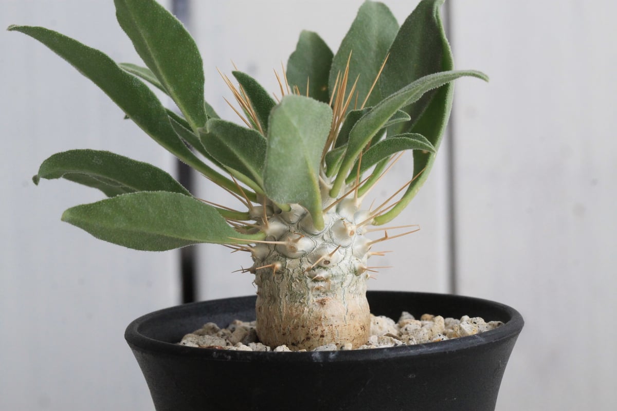 パキポディウム ナマクアナム 光堂（実生）② | hanayoshi-botanical