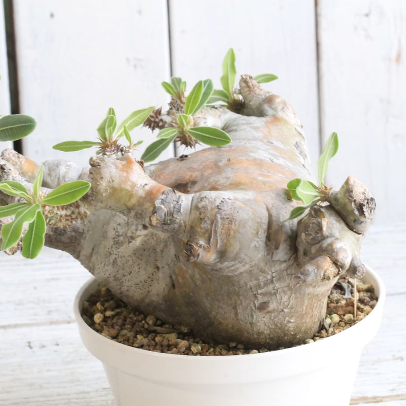 パキポディウム マカイエンセ 現地球 | hanayoshi-botanical