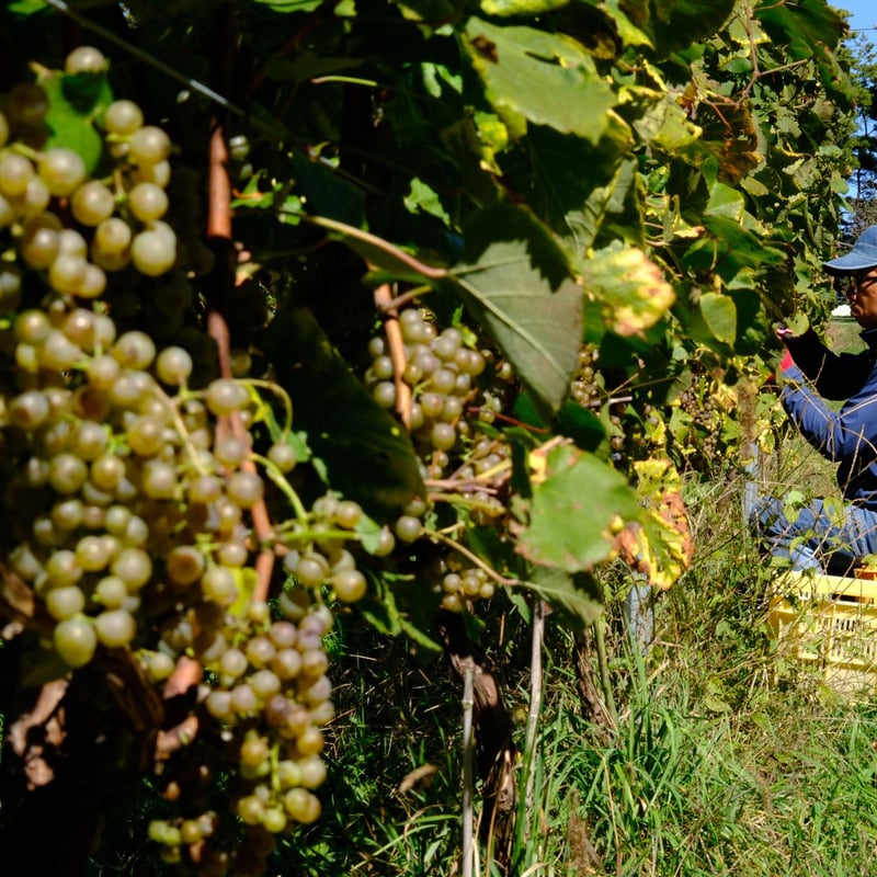 プティ・マンサン 醸し 2025 | VinVie Online Shop