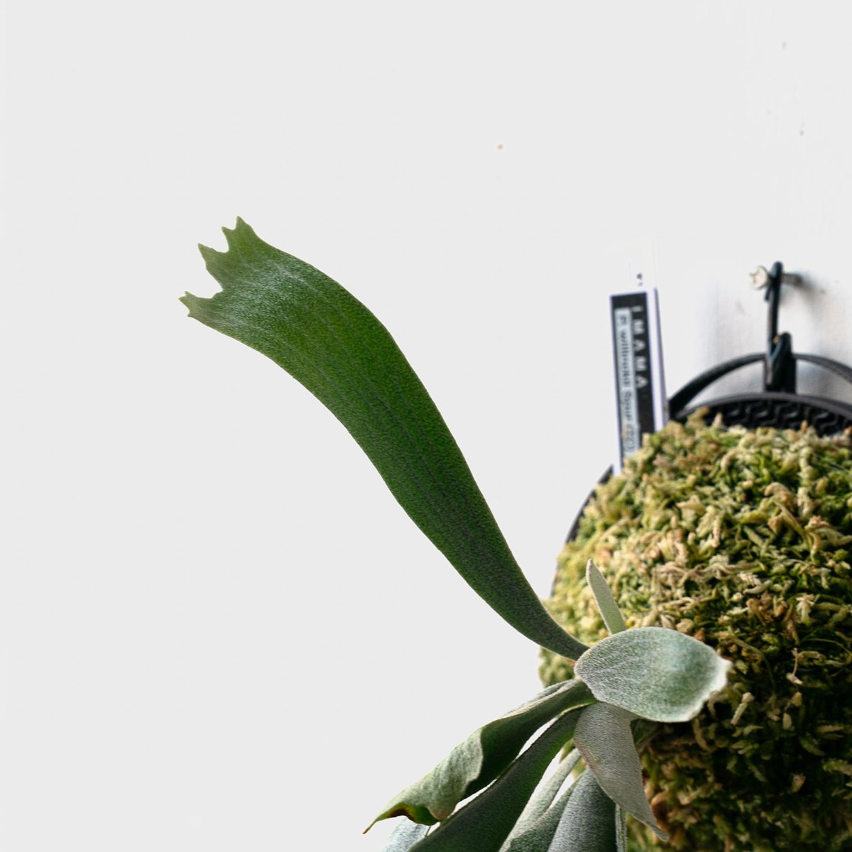 2025.11/22〜】板付ビカクシダ P. willinckii 'Spur' （TC）