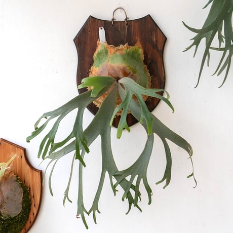 P. Willinckii 'Spur' pup株分子株 4株セット ビカクシダP. Willinckii