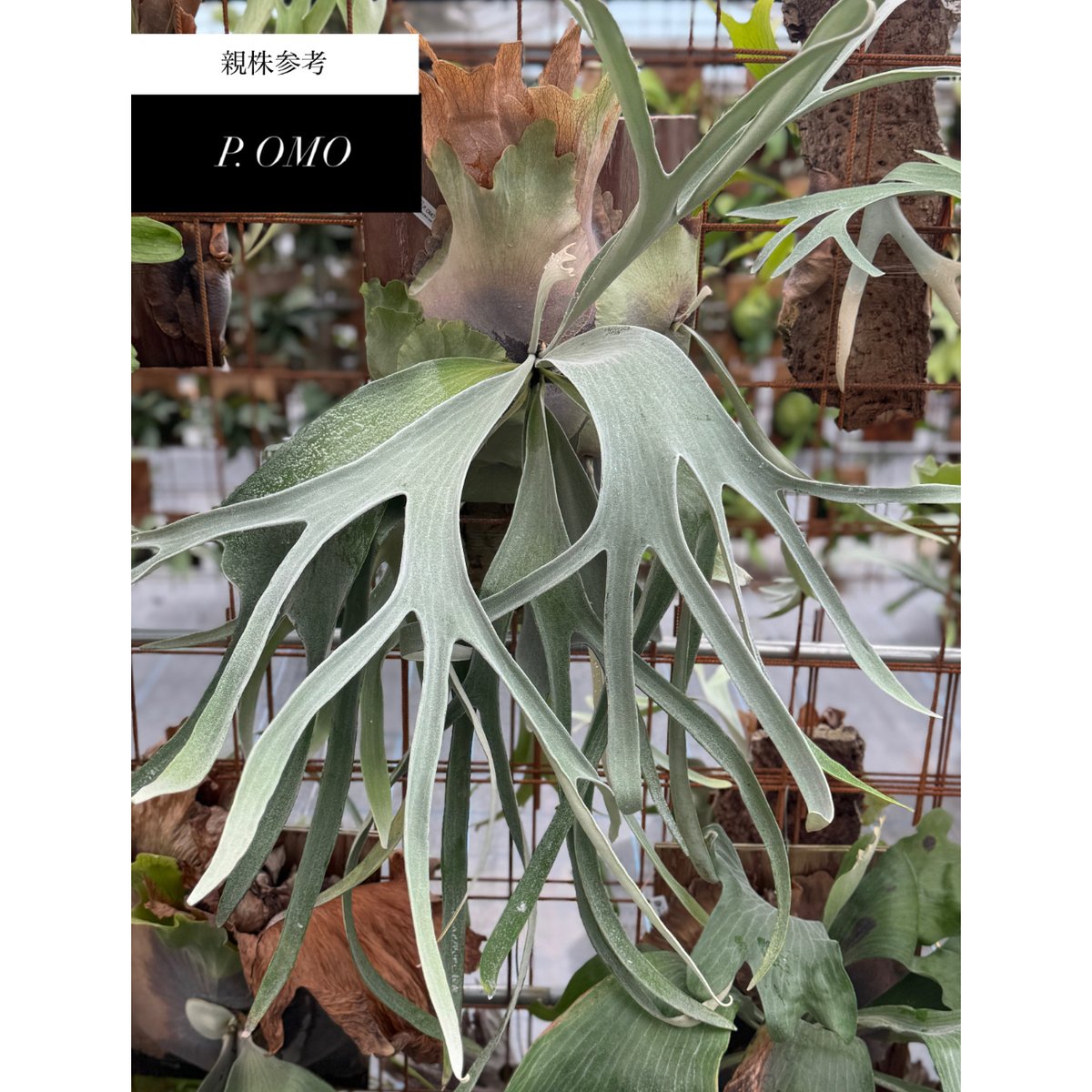 2025.11/12〜】板付ビカクシダ P. Omo 'White Lover'' (TC