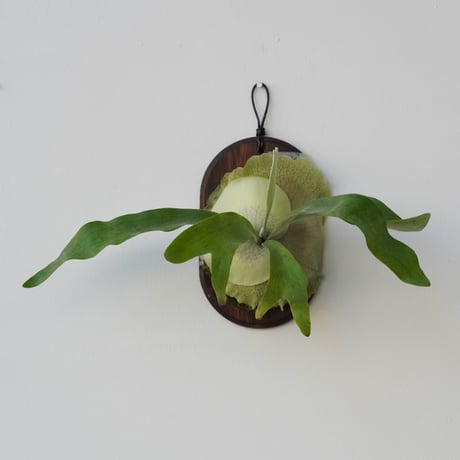 CATEGORY veitchii | IMAMA