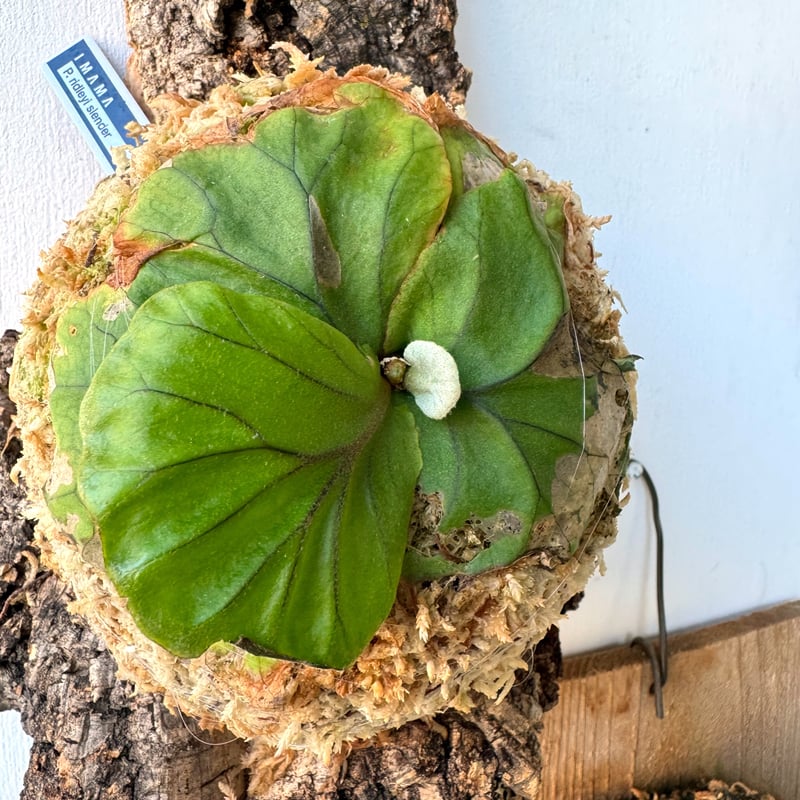 ビカクシダ リドレイ´ドワーフ´ コルク付けB ビカクシダ リドレイ