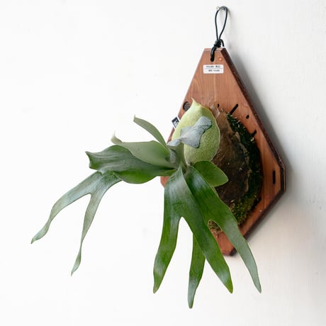 ビカクシダ kin-norn spore thick leaf#2 pup kin-norn spore thick