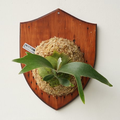 CATEGORY diversifolium | IMAMA